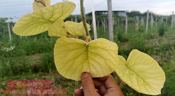 獼猴桃缺鐵黃化