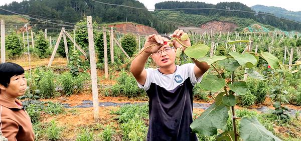 遵義東紅獼猴桃