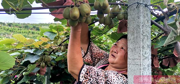 貴州獼猴桃成本利潤(rùn)