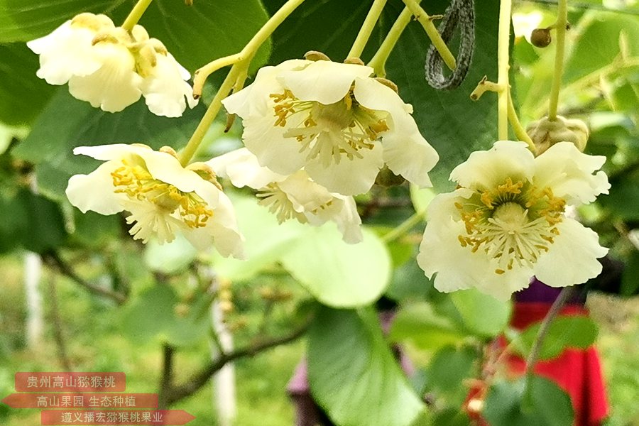 獼猴桃花粉廠家