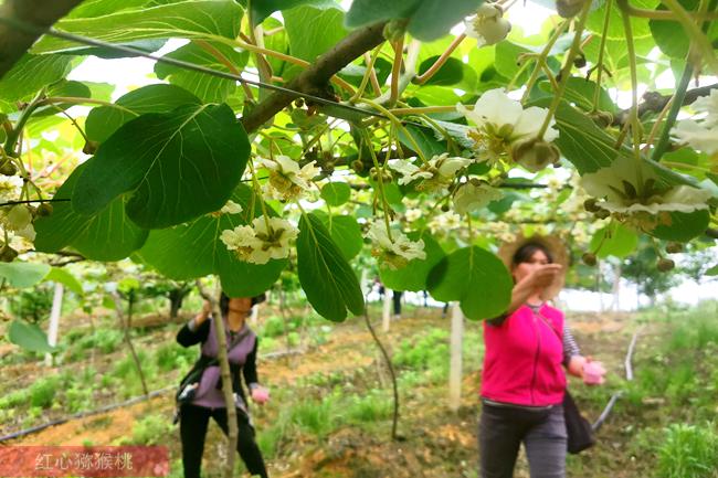 陽(yáng)光金果G3獼猴桃花粉