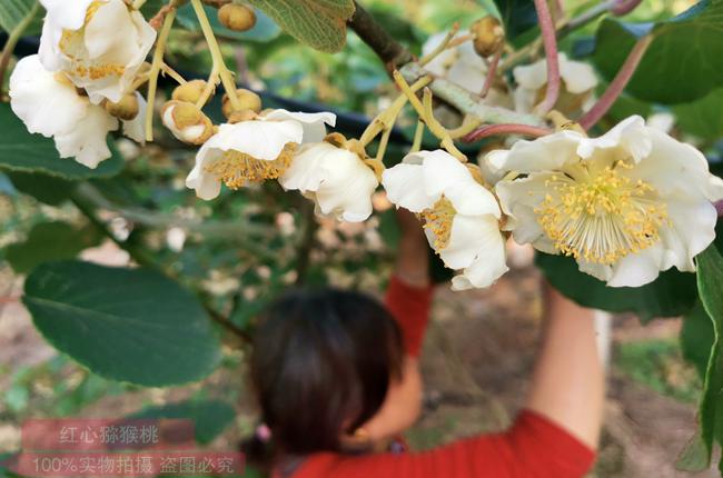 陽光金果G3花粉