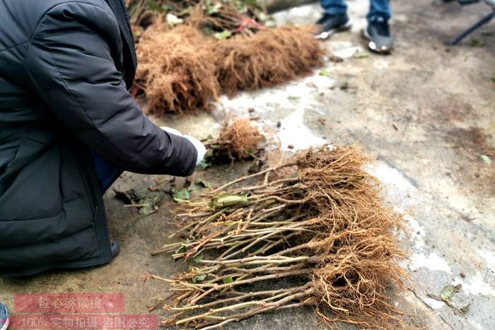 獼猴桃實(shí)生苗