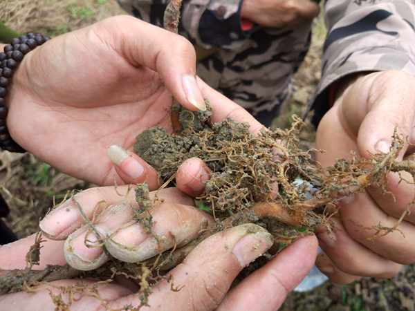 獼猴桃根的生長發(fā)育